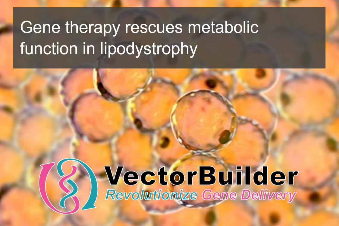 Gene therapy rescues metabolic function in lipodystrophy